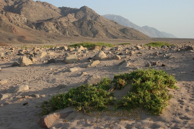 Национальный парк Рас Абу Галум