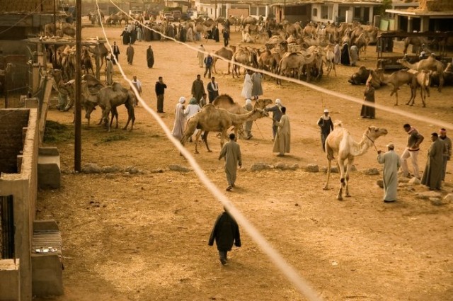Верблюжий рынок в Биркаш
