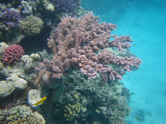 Экскурсия по Красному морю на коралловый остров
