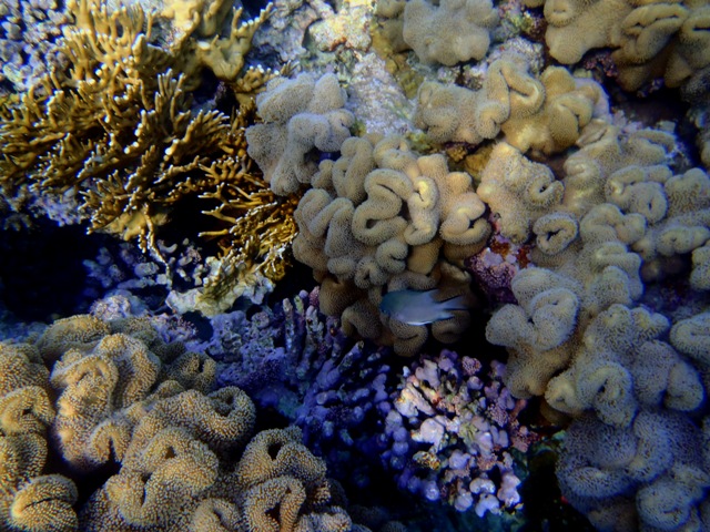 Коралловые рифы в Рас-Умм-эль-Сиде 