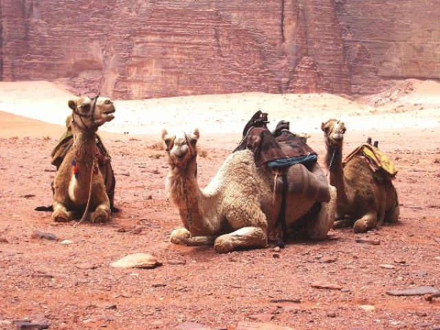 Экскурсия на верблюдах или лошадях пустыне