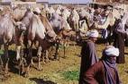 Верблюжий рынок в Биркаш