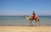 Новогодние поездки в Египет 
