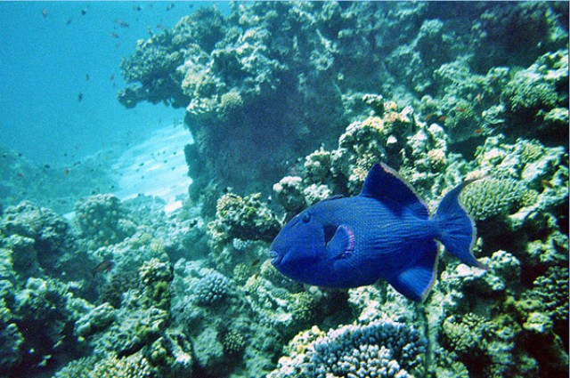 Коралловые рифы в Рас-Умм-эль-Сиде 